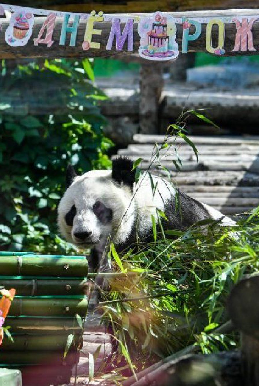 Giant pandas Ruyi and Ding Ding celebrate their birthday in Moscow