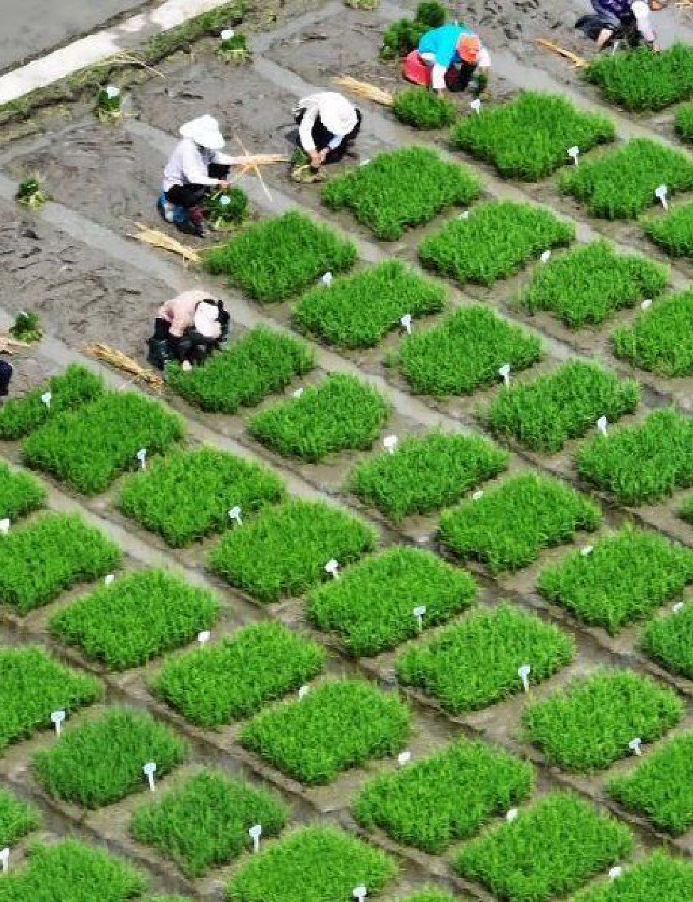  Farmers all over the country work hard in the fields in summer