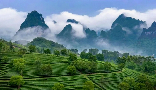 图为英德茶园风光