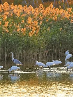 生物多样性保护看广东