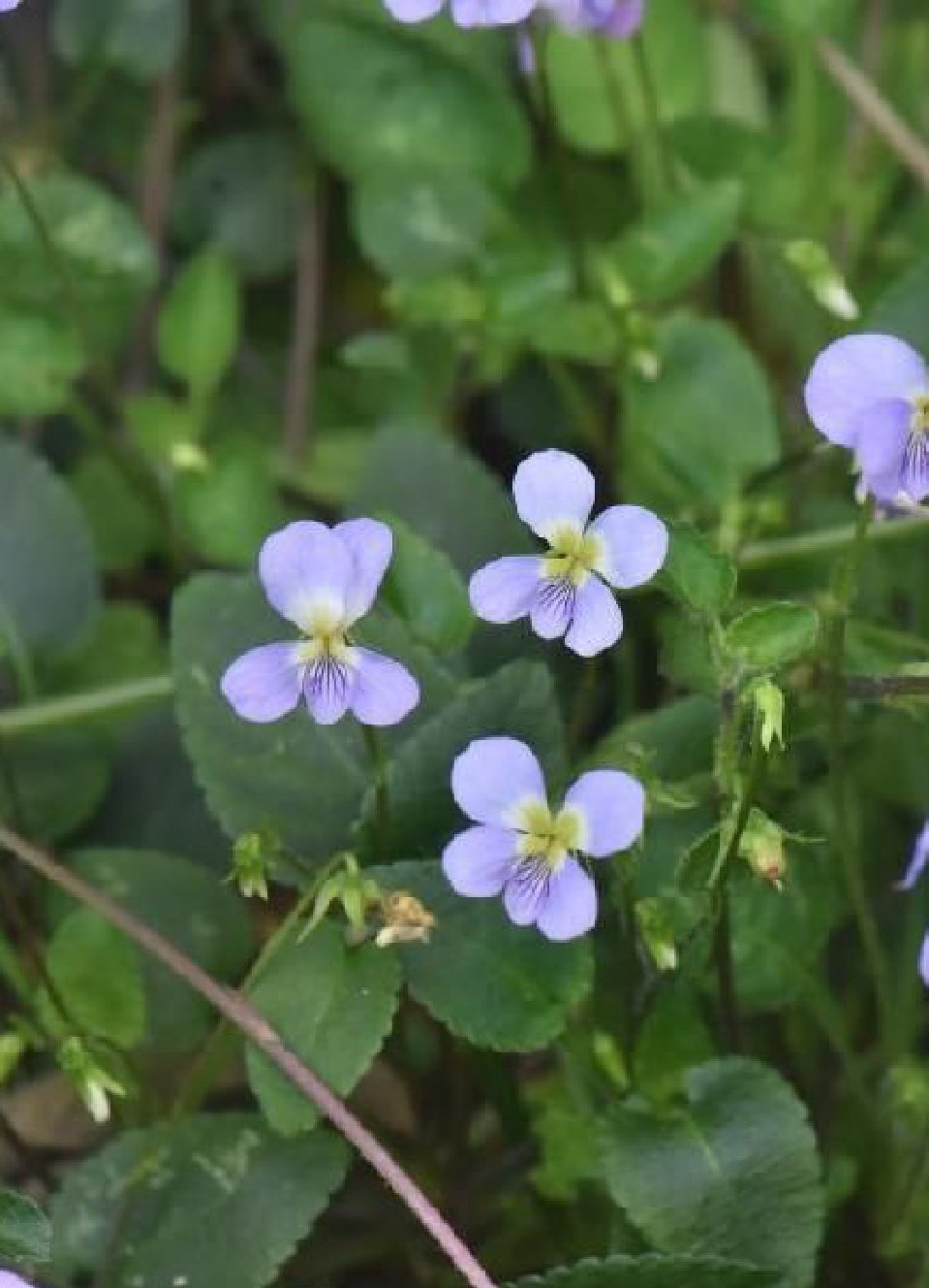河源發(fā)現(xiàn)的植物新物種--河源堇菜