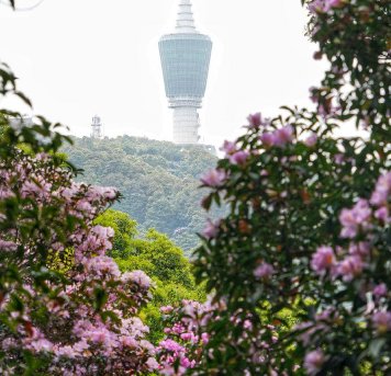 艾小艾Irene：杜鹃绵延梧桐山
