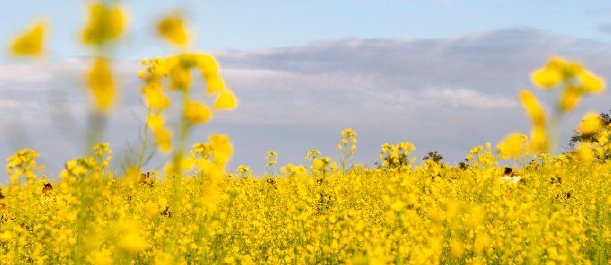 在深圳 提前感受阳光正好的春天