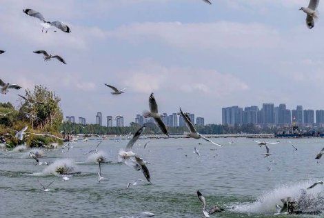 金秋来昆明邂逅西伯利亚海鸥