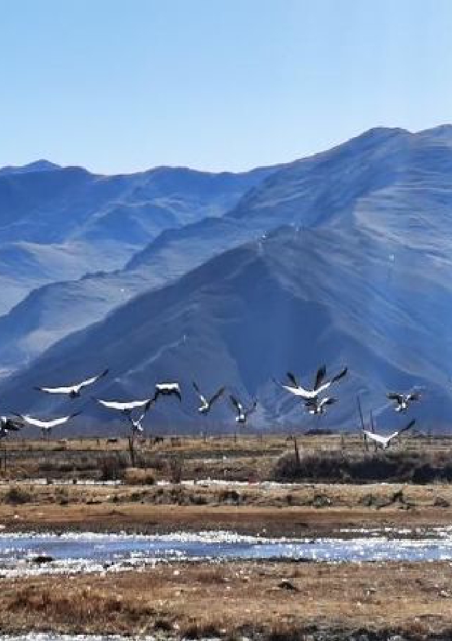 拉萨唐嘎湿地：珍稀鸟类的冬季乐园