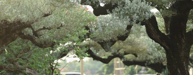 佛山：陈村花卉世界翠色连绵