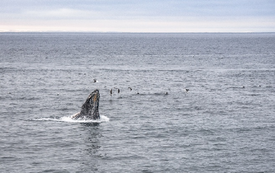 纽芬兰和拉布拉多省观鲸体验 图片来源：纽芬兰和拉布拉多省旅游局