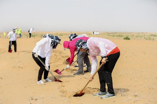 绿动未来志愿者们正在沙地挖坑，为种植梭梭树苗做准备