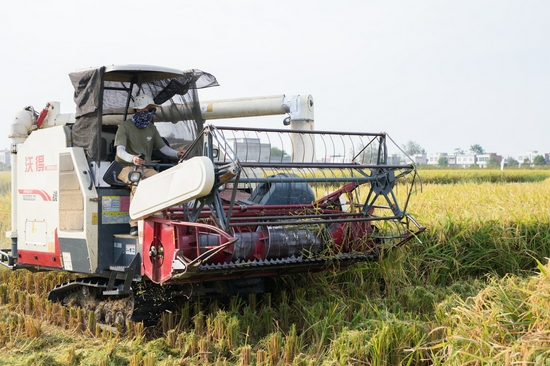 马少威驾驶收割机在稻田作业