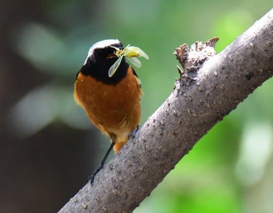 北红尾鸲（Phoenicurus auroreus）
志愿者张燕生2019年6月摄于友谊林