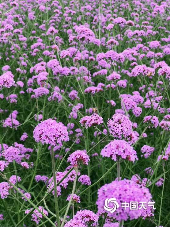 1 / 5 中国天气网广西站讯 5月正是马鞭草最美花期,桂林临桂会仙的