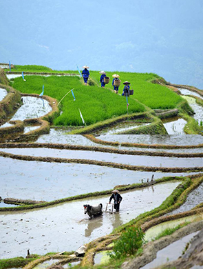 广西龙胜:梯田耕种忙