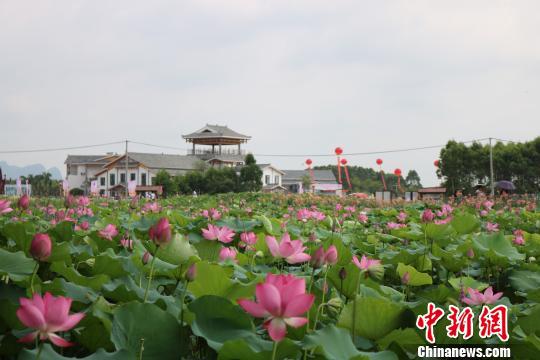 广西贵港千亩荷花绽放 珍贵品种吸睛(图)