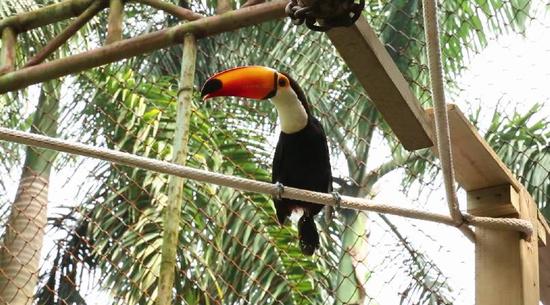简单自我介绍一下,我是你们的新朋友,中文名:托哥巨嘴鸟,别名:鞭笞