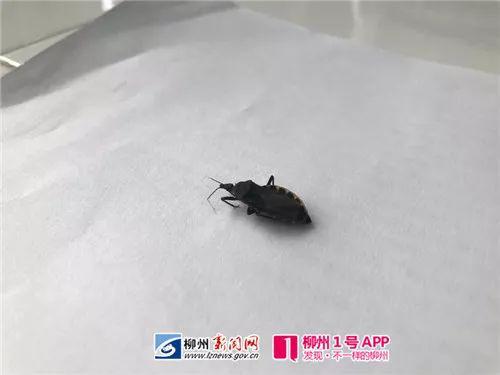 锥蝽叮咬类似艾滋病症状