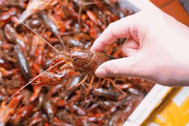 全力提升"潜江龙虾"区域公用品牌影响力和带动力