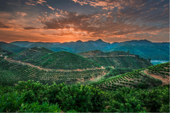 图为西林县沙糖桔园&nbsp; 李世华/摄