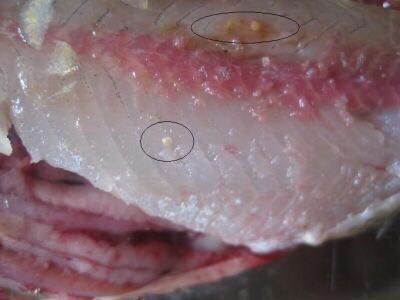 吸虫总论肝吸虫教案(第二次课)