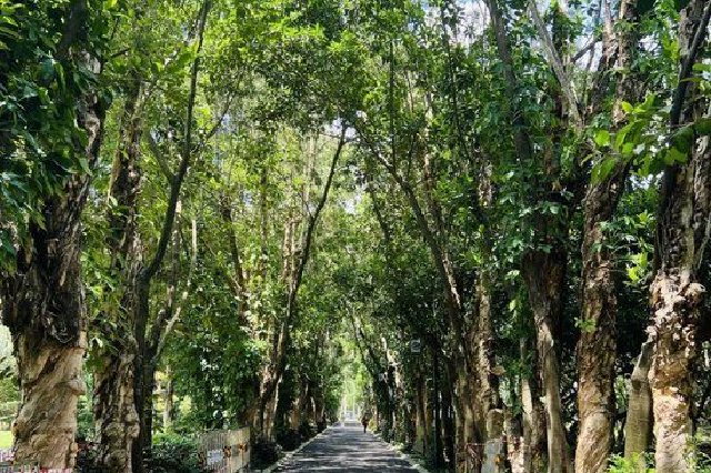 南湖公園一條林蔭路“緊急封閉”！多棵白千層遭白蟻侵襲破壞