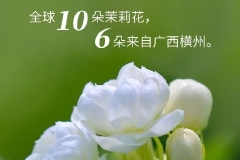 全球10朵茉莉花，6朵来自广西横州！横州市打造“茉莉花+”特色产业推动产城乡融合发展