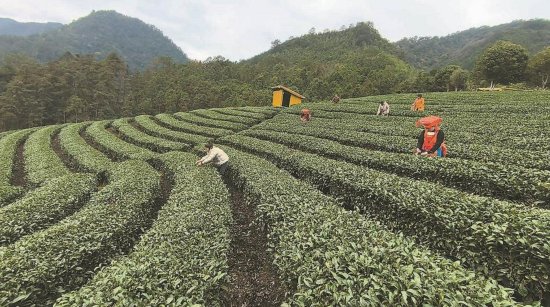 3月6日，茶农在古懂茶园核心区采摘头春茶。