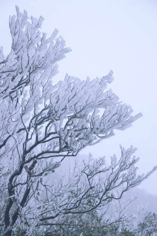 千树万树银花开南宁大明山现雾凇绝美奇观