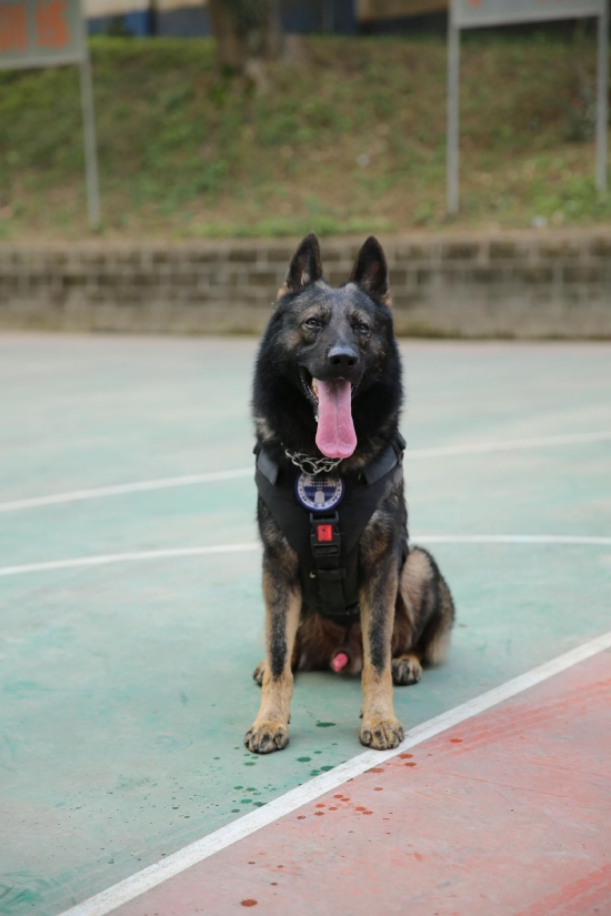 龙邦出入境边防检查站功勋犬“追风”