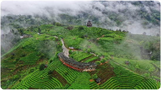 云雾缭绕的三江侗族自治县布央仙人山茶园.(龚普康 摄)