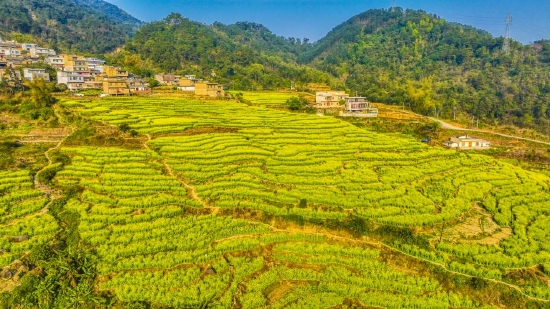 桂平:春日胜景美如画 生机盎然耕作忙_新浪广西_新浪网