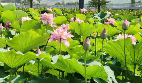 荷美覃塘 湖美四季田园荷花盛开