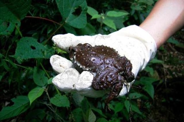 因嘴馋想"开荤" 兴安两男子电捕山蚂拐吃被起诉