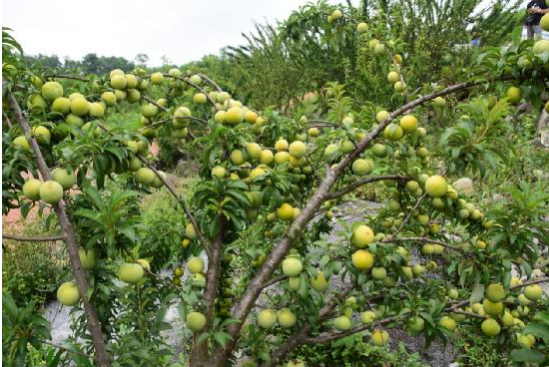 贞丰县举行2018年端午节暨第四届李子节 贞丰县举行2018年端午节暨第四届李子节
