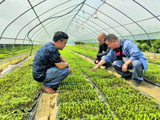 4月21日,贵州省农科院专家胡明文(右一)在为辣椒种植大户提供技术指导