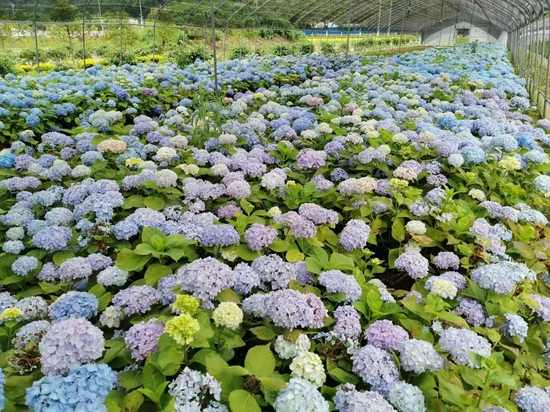 苗圃绣球花.打饶村村委会供图
