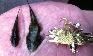 鸟类,会飞的昆虫,会飞的哺乳动物,他们有什么区别?如题`我已经说得很