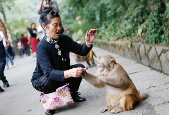 黔灵山四大猴王 最帅的叫逗逗