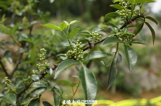 晴隆县产业攻坚战蹄疾步稳