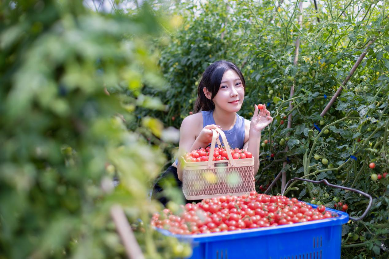 期间,游客们可参考定城乡村旅游精品线路,在体验采摘圣女果乐趣的同时