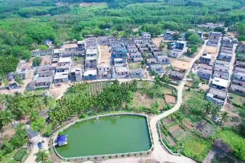 图：沉香种植已绘就金山银山香山的幸福图景