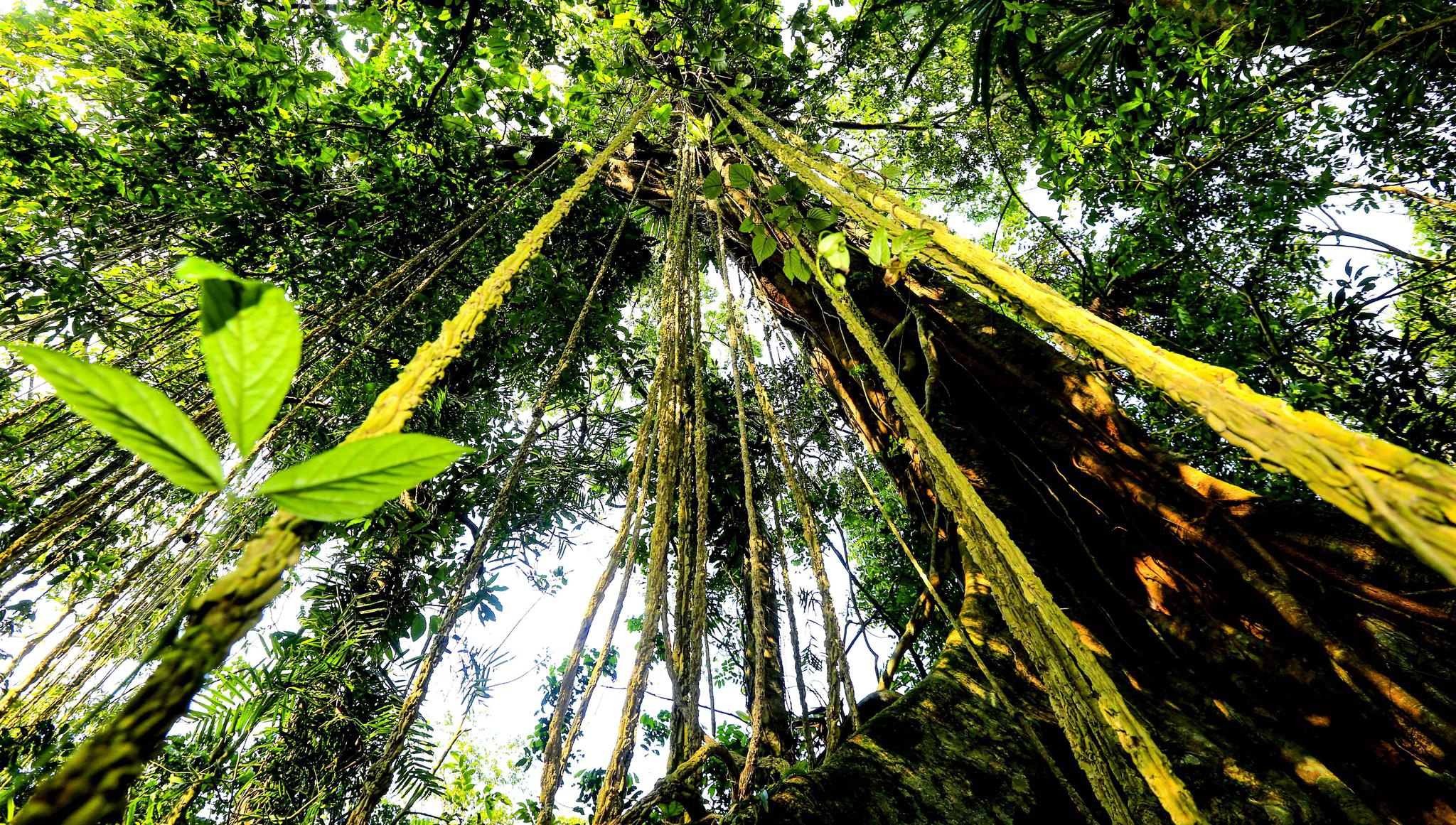 琼中百花岭热带雨林文化旅游区获评国家4a级旅游景区