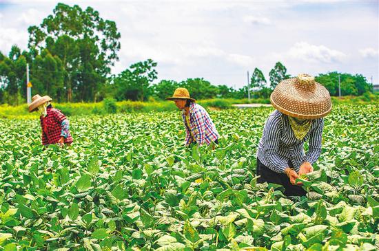 市东成镇的海南鑫鹏农业有限公司毛豆生产基地,村民在田间管理毛豆