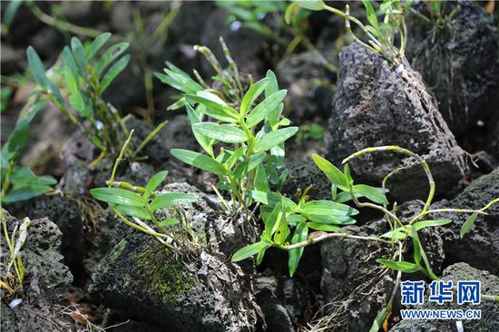 海口市秀英区石山镇施茶村火山石斛园里,智能一体化的石斛新"种法"