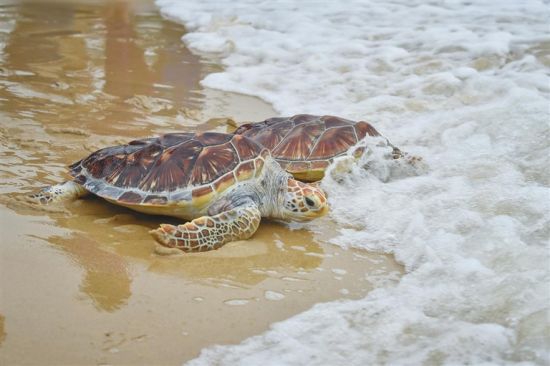 被放生的海龟正爬向大海. 袁琛 摄