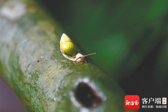 树蜗牛.记者 陈元才 摄