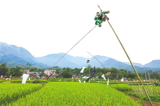 海南稻田驱鸟十八般武艺