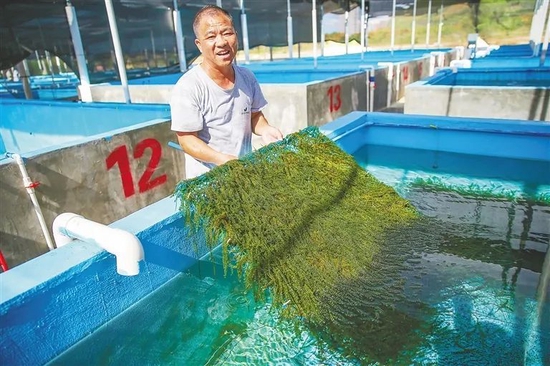 11月26日,在种植场内,工作人员在查看海葡萄植株长势.