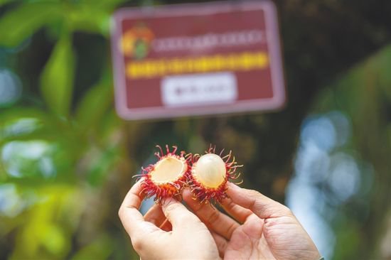红毛丹种子选手养成记