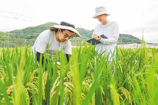 陵水安马洋南繁育种基地育种忙