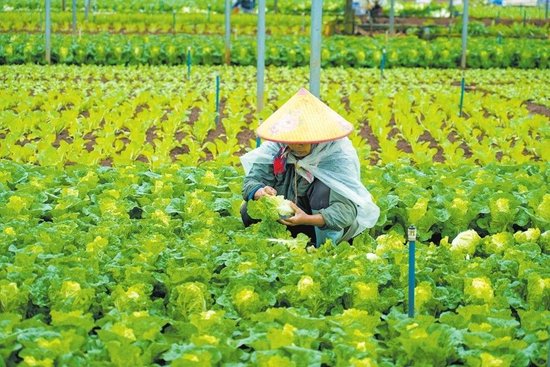 海口:大棚蔬菜绿意浓_新浪海南_新浪网