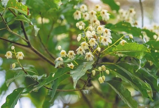 海南杜英树上的倒挂美人